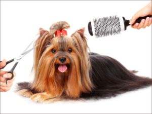 Best dog groomers near me Safety Harbor FL