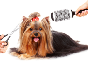 Pet grooming Belleair FL